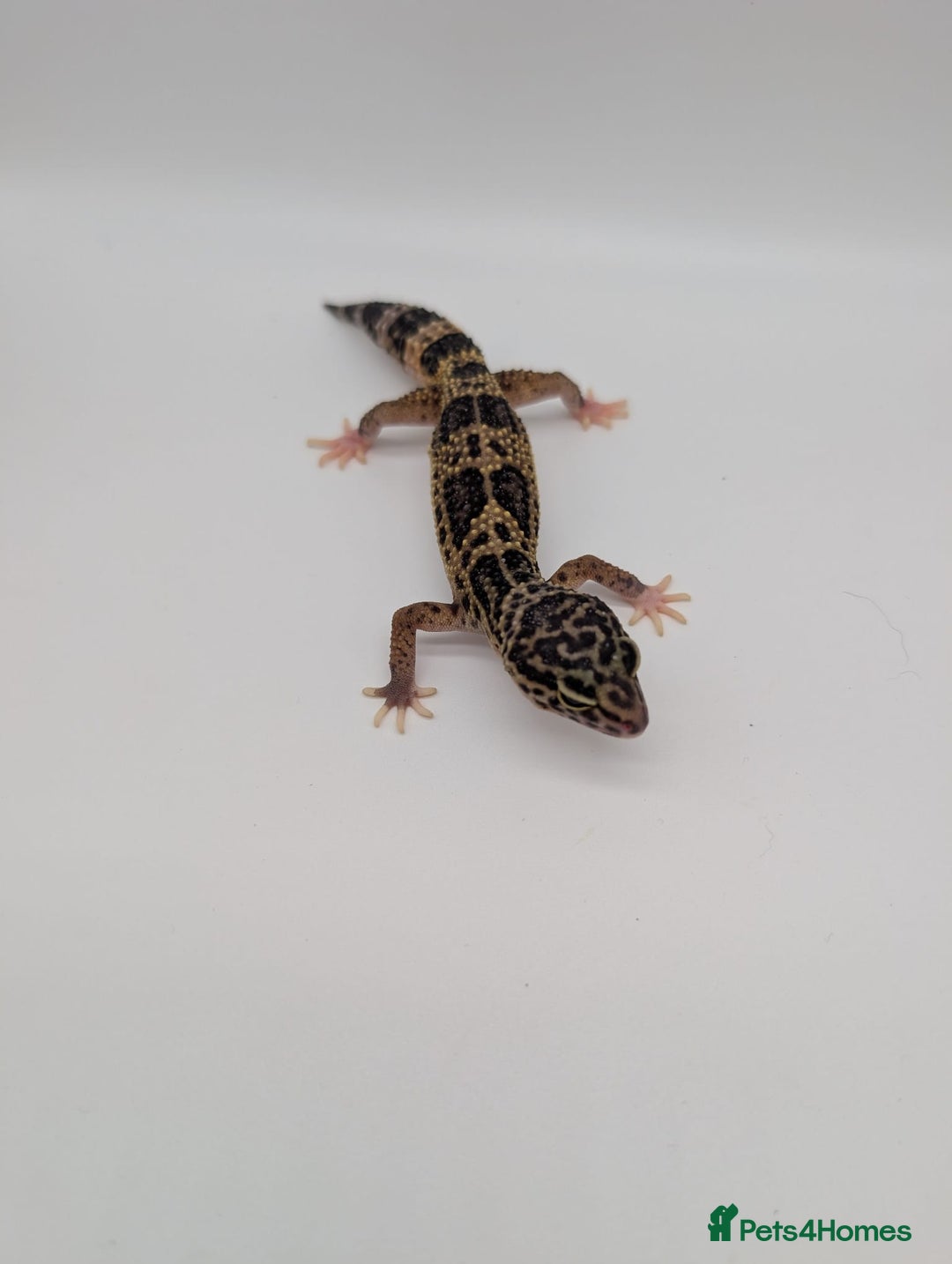 Leopard Gecko reptiles for sale: Black Night Cross Leopard Gecko  - Advert 25