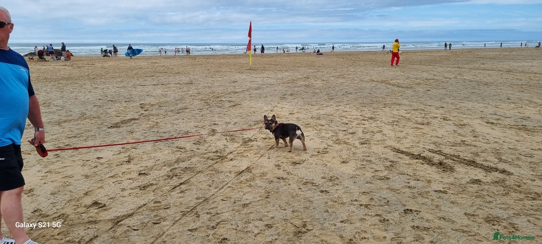 French Bulldog dogs for sale: Male french bulldog - Image 4