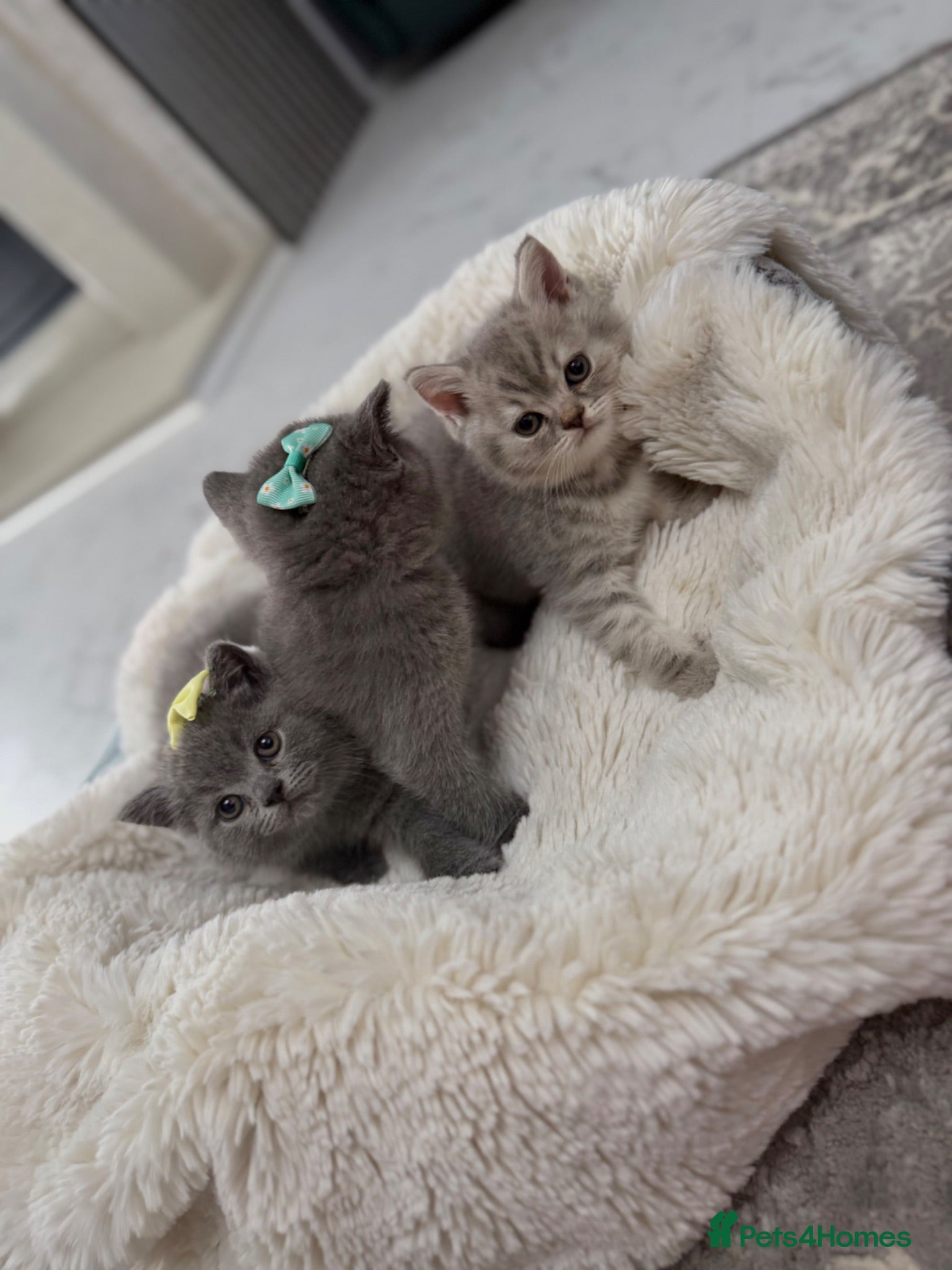 British Shorthair cats British shorthair kittens  - Advert 7