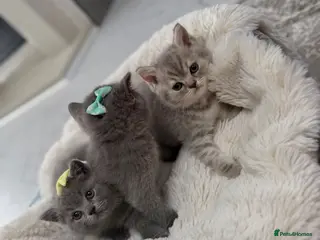 British Shorthair cats British shorthair kittens - Advert 2