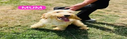 Cockapoo dogs for sale: Stunning ready now  - Advert 10