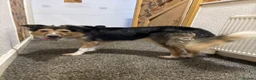 Border Collie dogs for stud: Friendly Male Border Collie – Ash - Advert 14