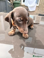 Miniature Dachshund dogs - Advert 9