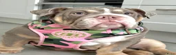 English Bulldog dogs for sale: Two Tru colour English bulldogs - Advert 20