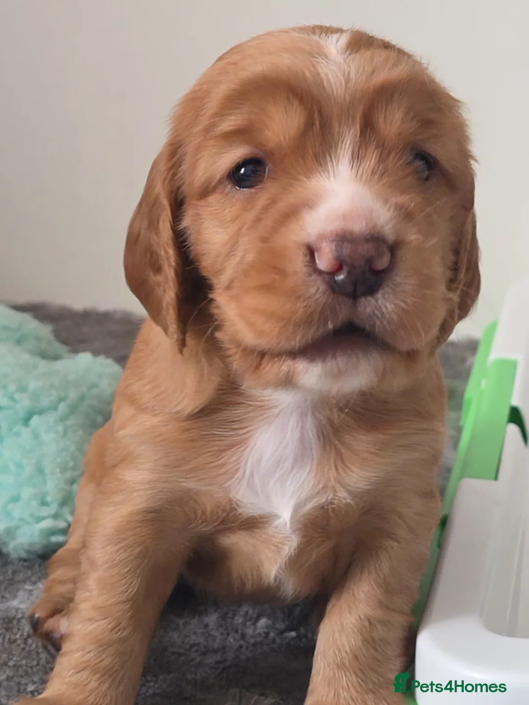 Mixed Breed dogs for sale: Cockalier puppies for sale DEPOSIT SECURES - Advert 2