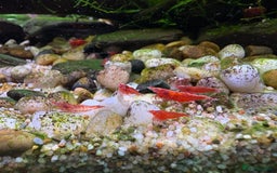 Shrimps fish for sale: Red cherry shrimp (neocaridina) - Image 1
