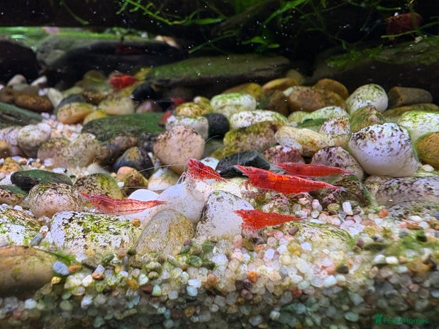 Shrimps fish - Advert 8