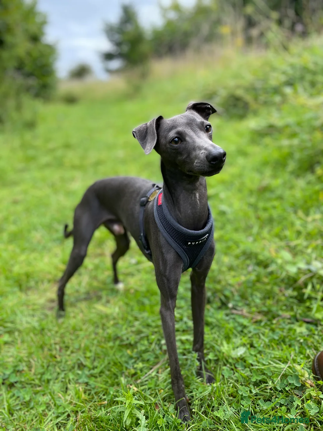 Italian Greyhound dogs for stud: Proven KC Italian Greyhound Stud ‘Pino’ - Advert 1