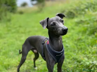 Italian Greyhound dogs Proven KC Italian Greyhound Stud ‘Pino’ - Advert 3