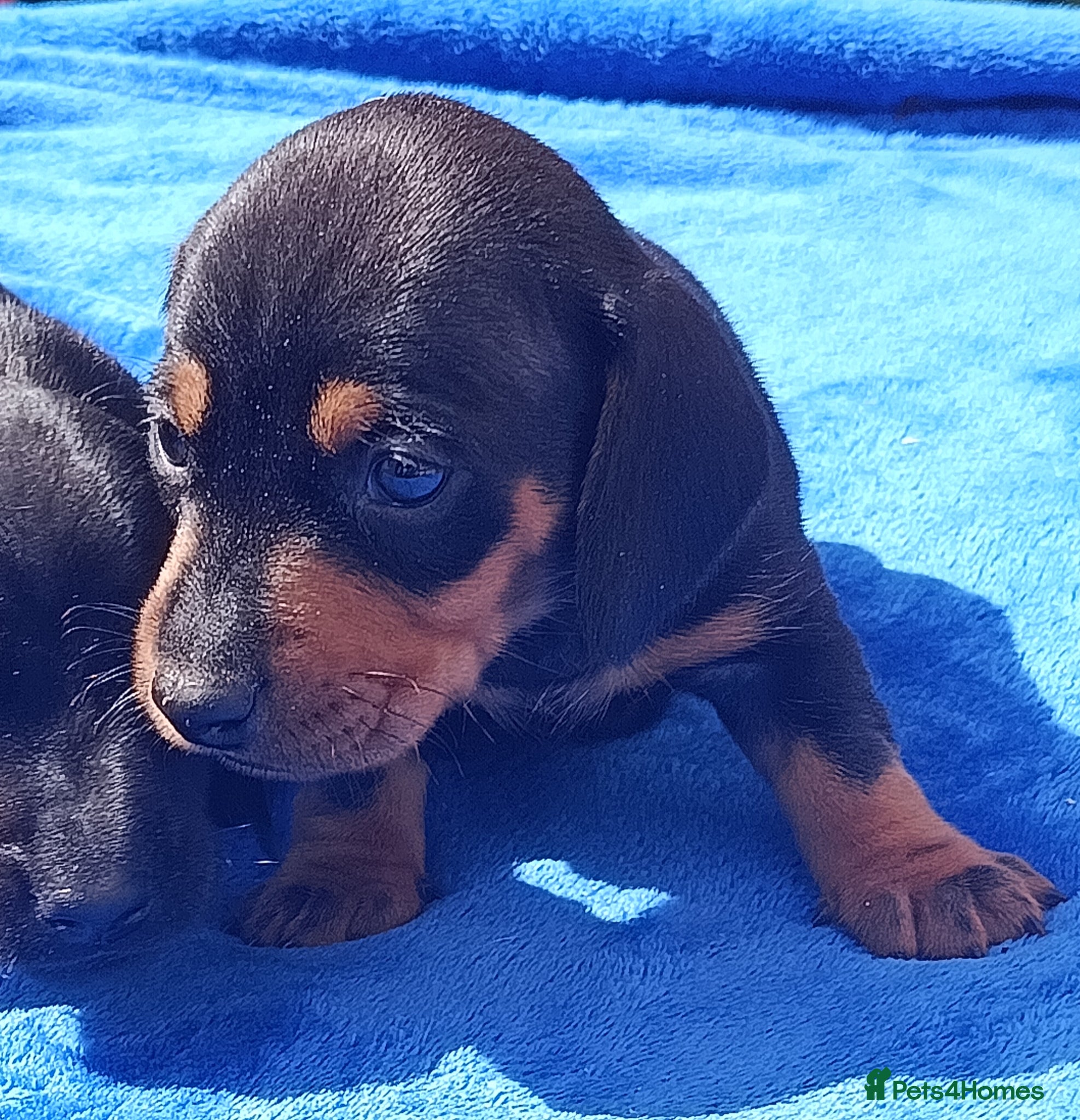 Miniature Dachshund dogs QUALITY MINIATURE DAXI KC REG PRA CLR - Advert 2
