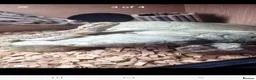 Bearded Dragon reptiles for sale: Rankin bearded dragon in Grimsby - Advert 1