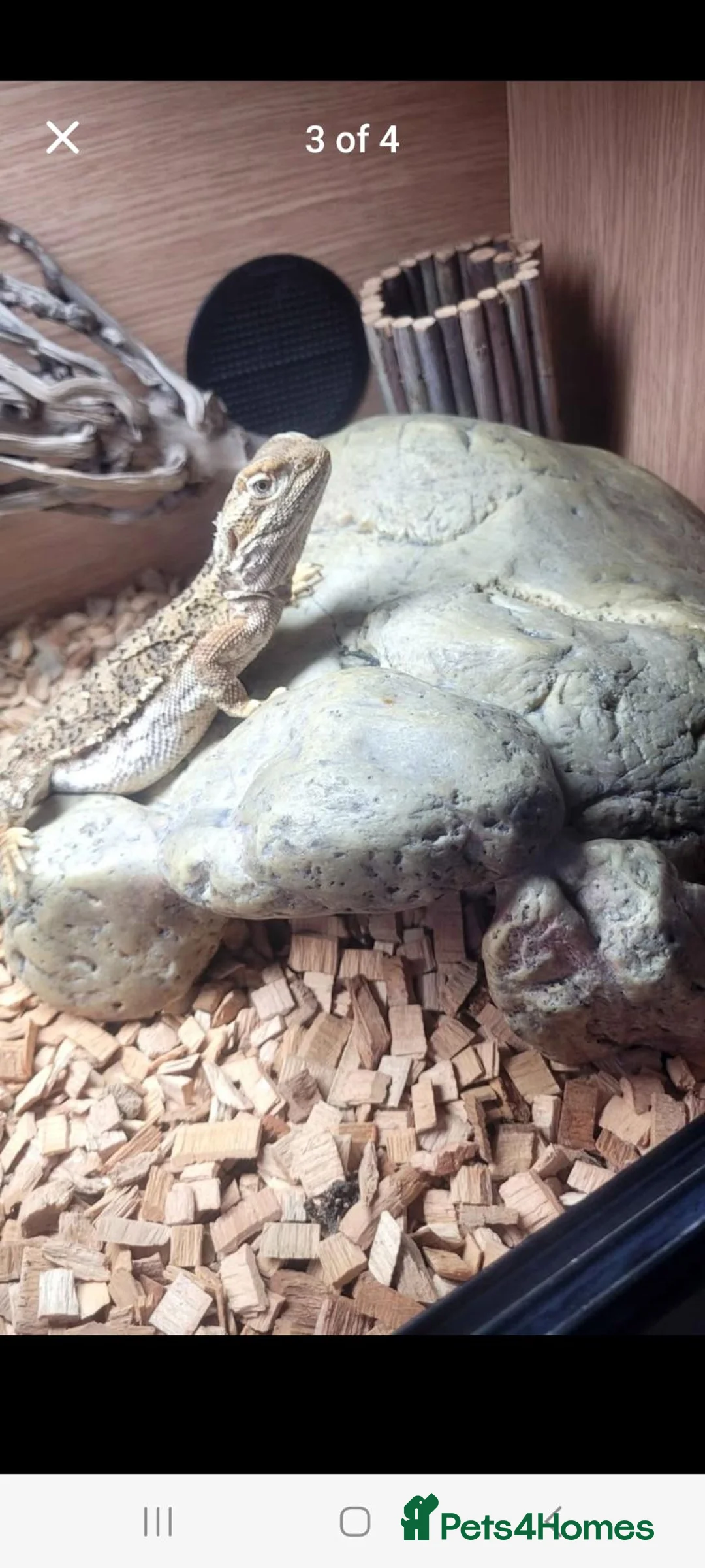 Bearded Dragon reptiles for sale: Rankin bearded dragon in Grimsby - Advert 1