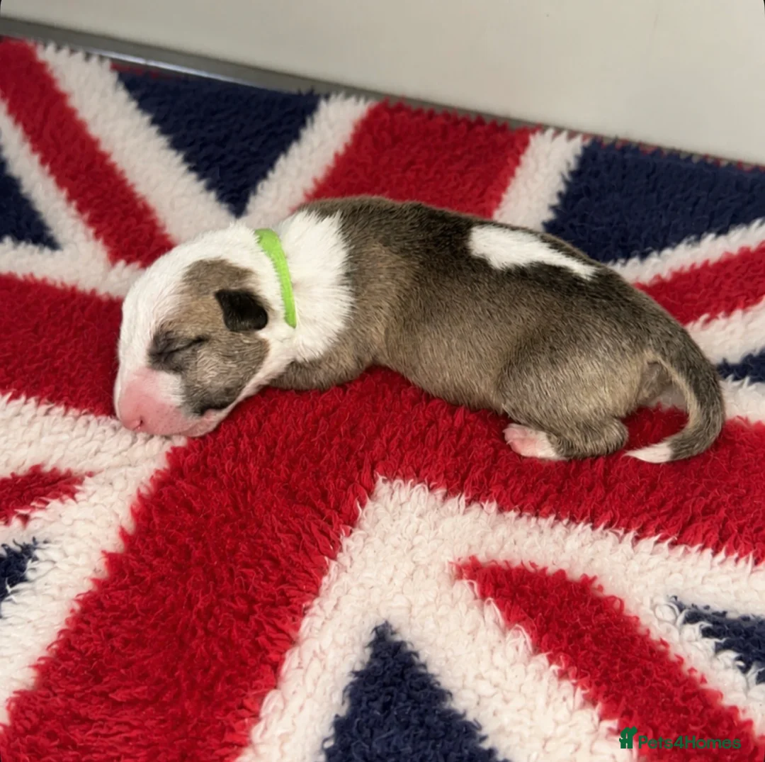 English Bull Terrier dogs for sale: Stunning KC Registered English Bullterrier Puppies - Advert 24