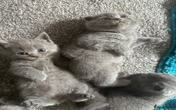 Scottish Fold cats for sale: Beautiful Scottish folds and straights kittens🎀 - Image 8