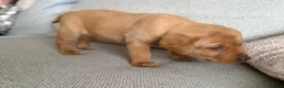 Labrador Retriever dogs for sale: Beautiful litter of puppies  - Advert 3