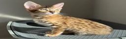Savannah cats for sale: TICA F3 Savannah Kittens - Luxe Cat co. in Blackpool - Advert 12
