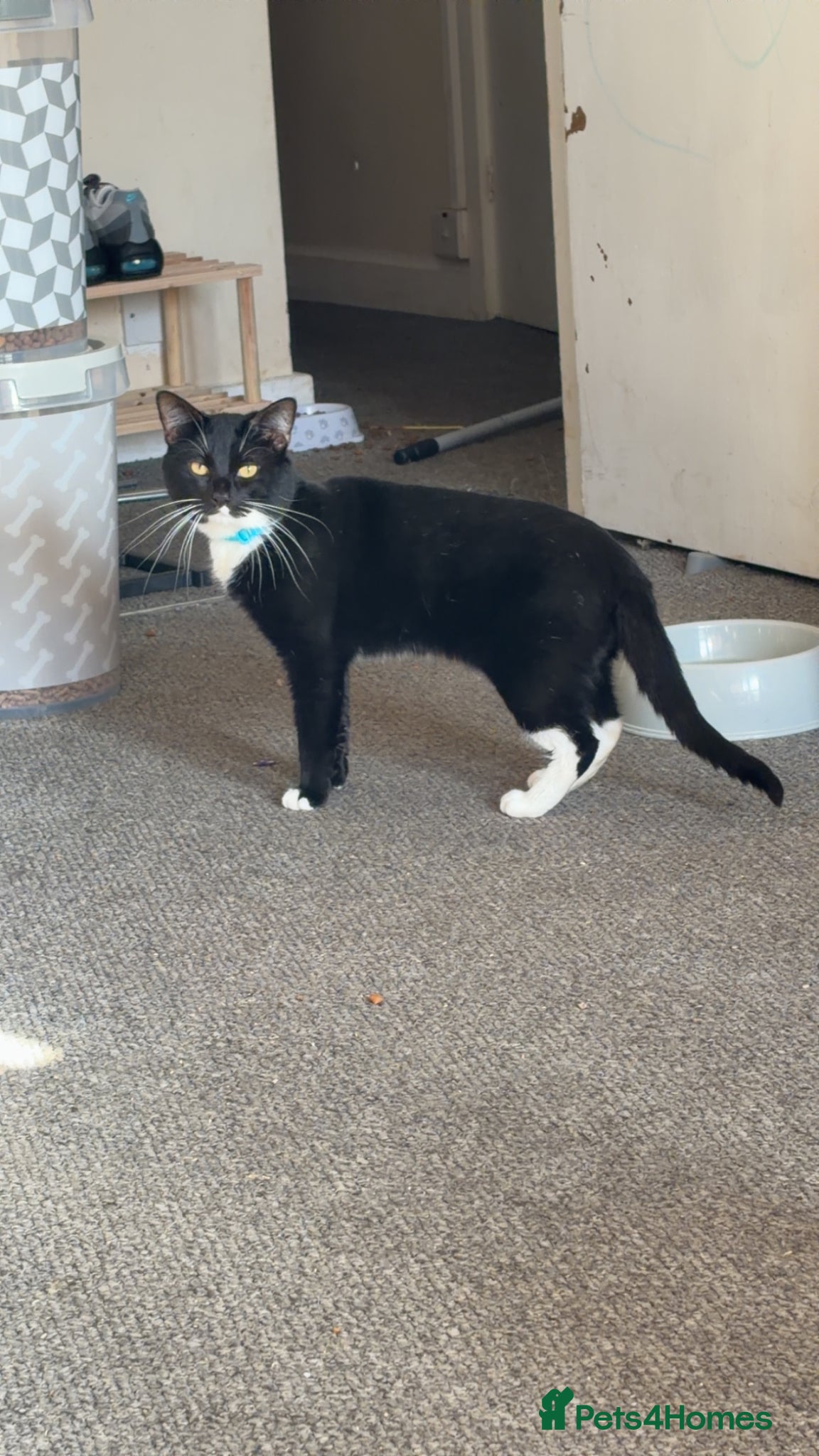 Mixed Breed cats Black and white male cat - Advert 1