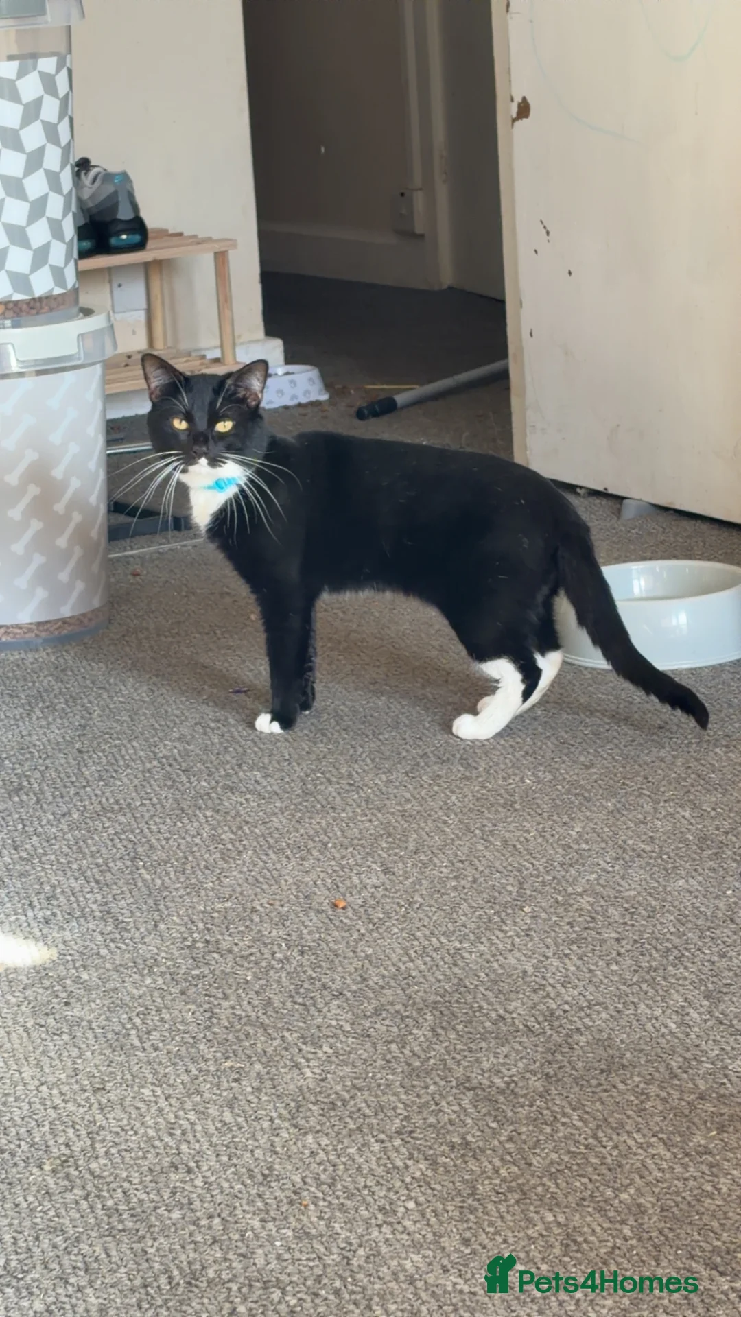 Mixed Breed cats for sale: Black and white male cat - Advert 1