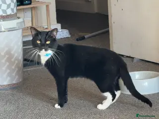 Mixed Breed cats Black and white male cat - Advert 1