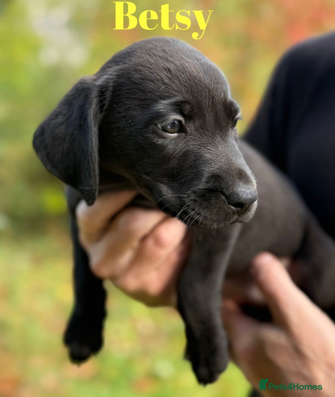 Labrador Retriever dogs for sale: Outstanding DRAKESHEAD working Labrador Puppies  - Image 8