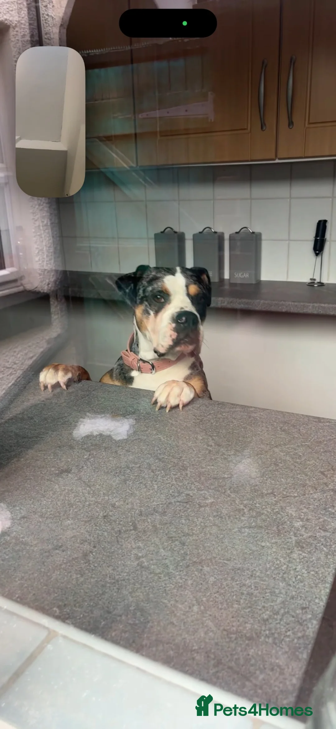 Alapaha Blue Blood Bulldog dogs for sale: Nova  in Carlisle - Advert 2