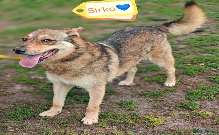 Mixed Breed dogs - Advert 1