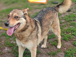 Mixed Breed dogs - Advert 3