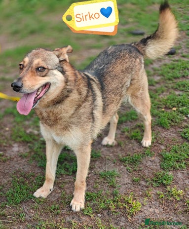 Mixed Breed dogs - Advert 1