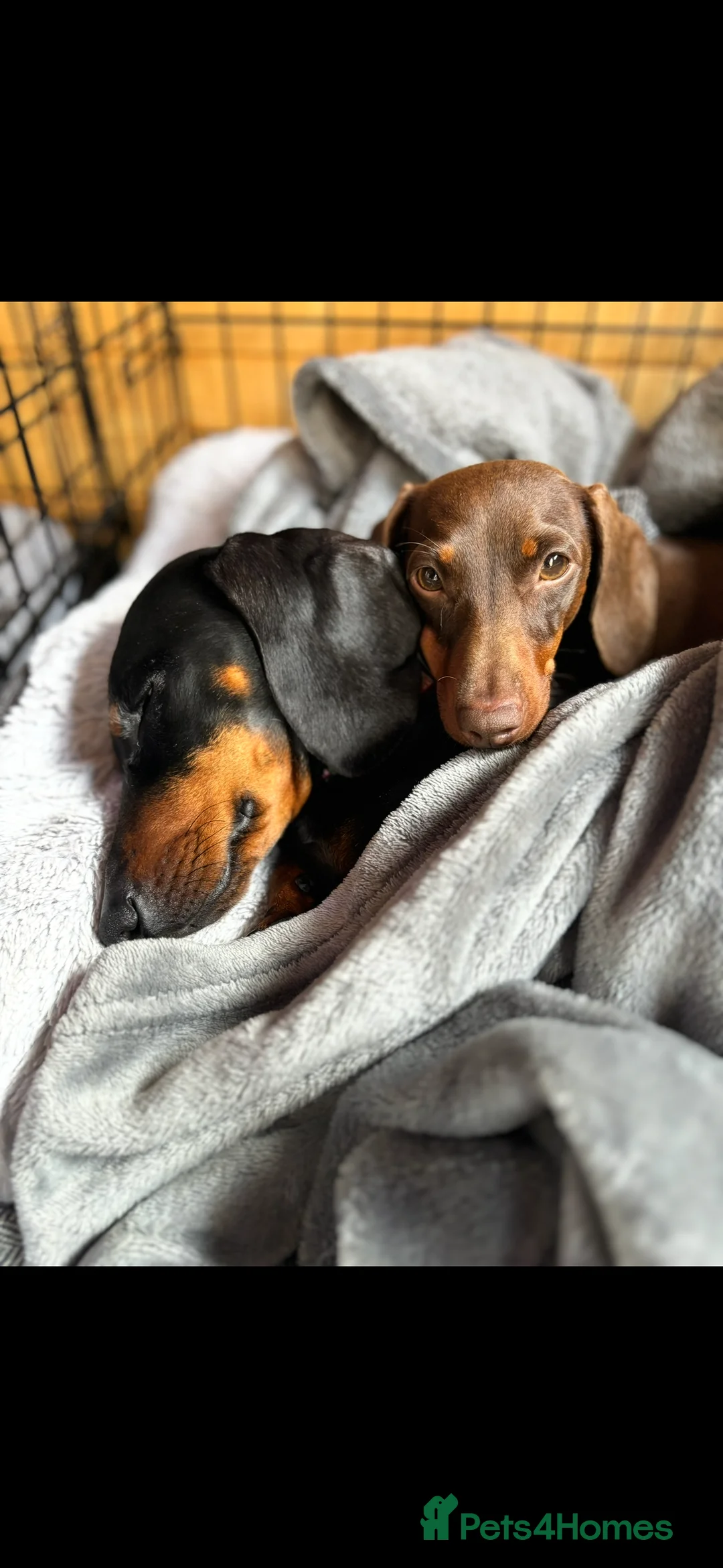 Miniature Dachshund dogs for sale: Miniature dachshunds ready for new homes 🤍 - Advert 4