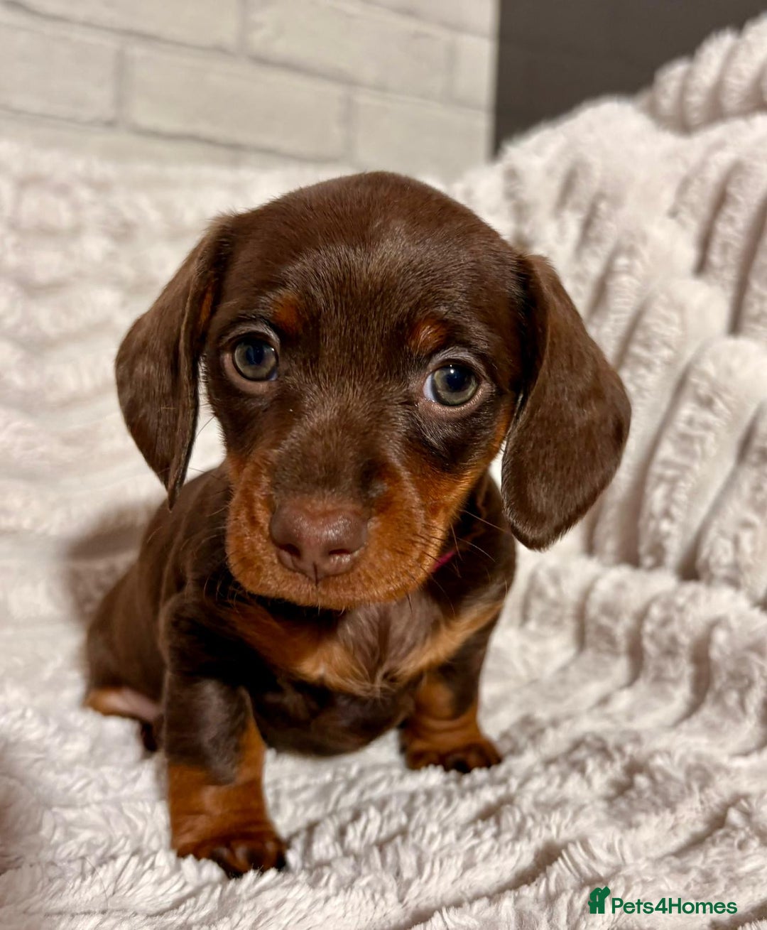 Dachshund dogs for sale: Litter of 5 beautiful dachshund pups for sale. - Image 7