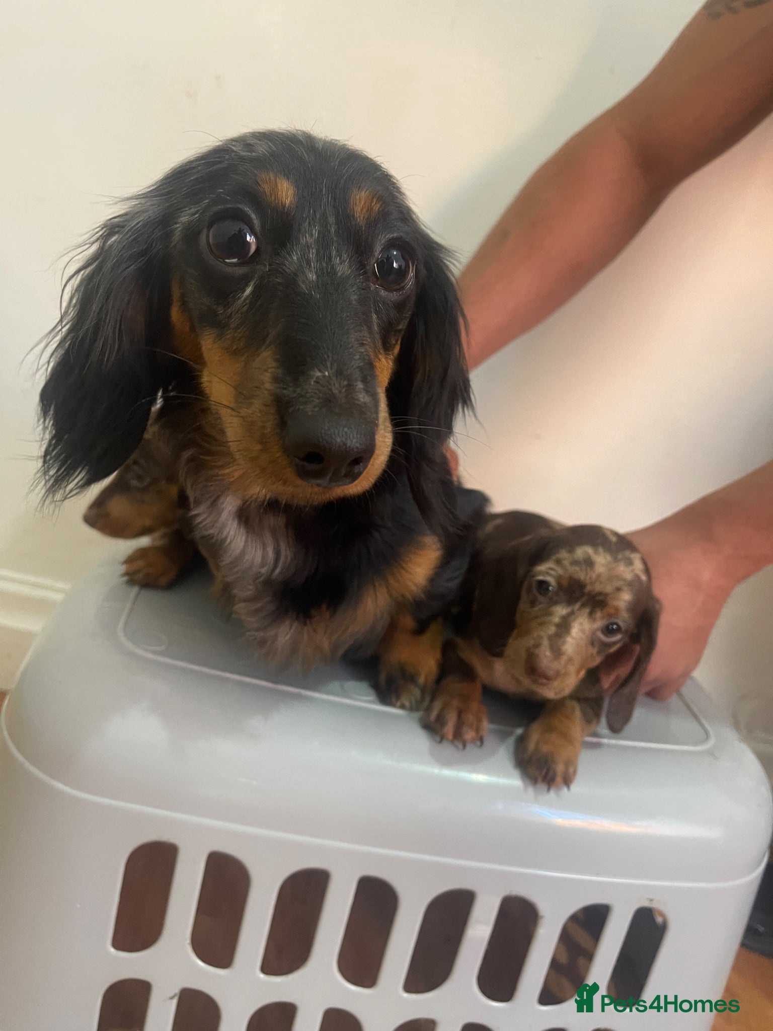 Miniature Dachshund dogs Miniature Dachund puppies - Advert 1