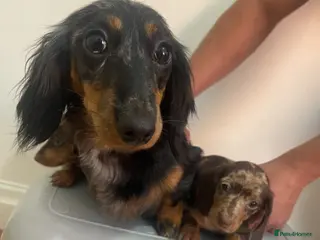 Miniature Dachshund dogs Miniature Dachund puppies - Advert 2