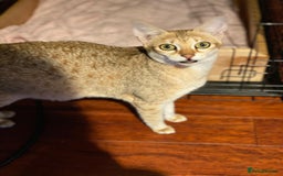 Savannah cats for sale: Stunning Savannah cats for sale - Image 10