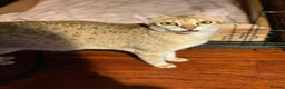 Savannah cats for sale: Stunning Savannah cats for sale - Advert 10