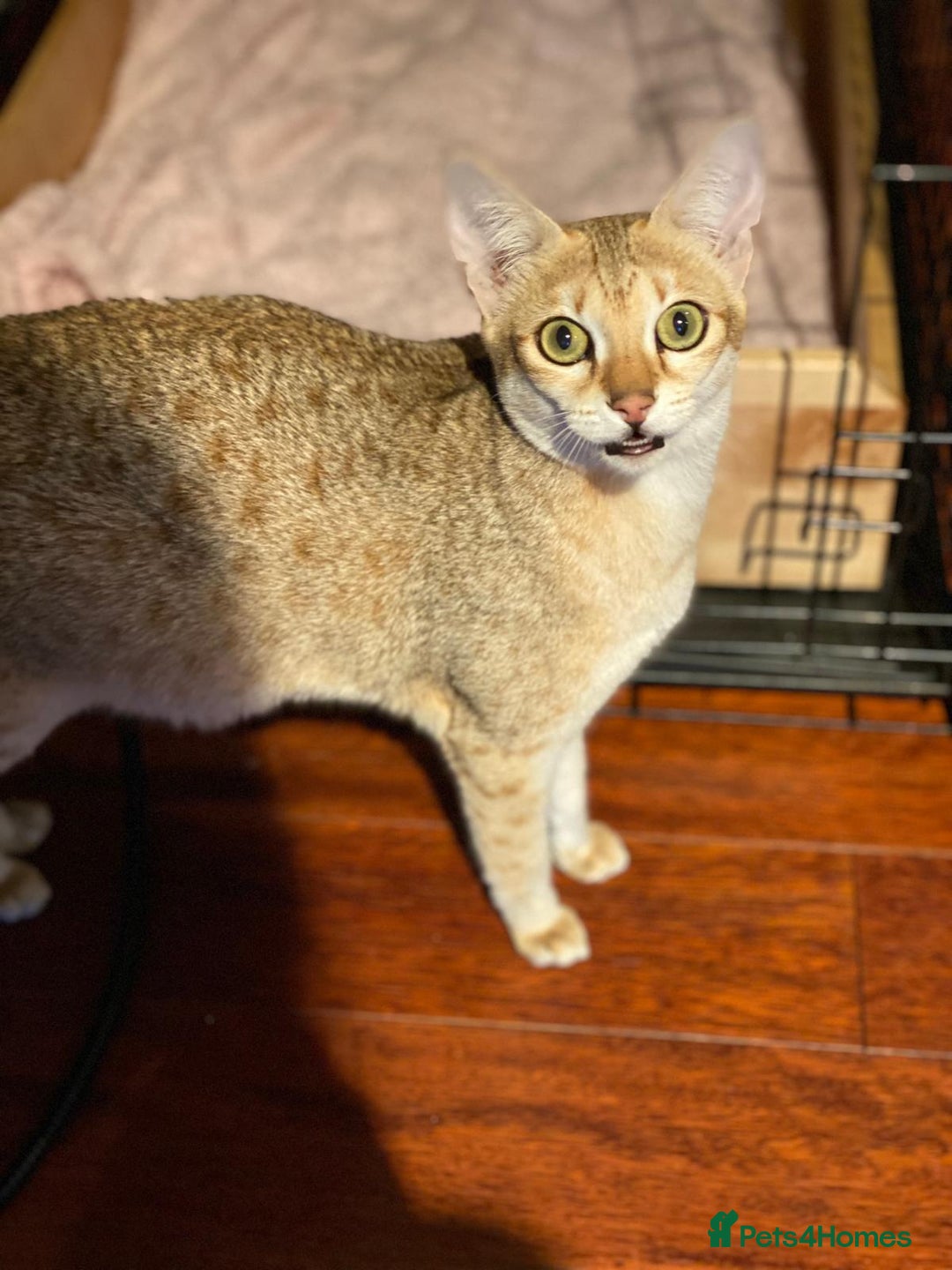 Savannah cats for sale: Stunning Savannah cats for sale - Image 10