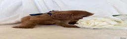 Cavalier King Charles Spaniel dogs for sale: Beautiful Cavalier King Charles puppies - Advert 5