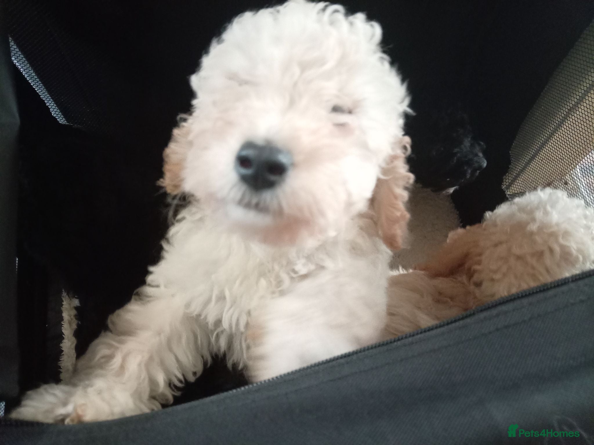 Miniature Poodle dogs Lovely mini poodles ready to go now  - Advert 2