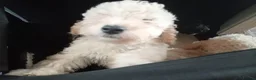Miniature Poodle dogs for sale: Lovely mini poodles ready to go now  - Advert 22