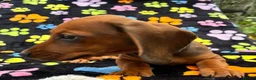 Dachshund dogs for sale: Dachshund Puppies ready for their forever homes - Advert 25