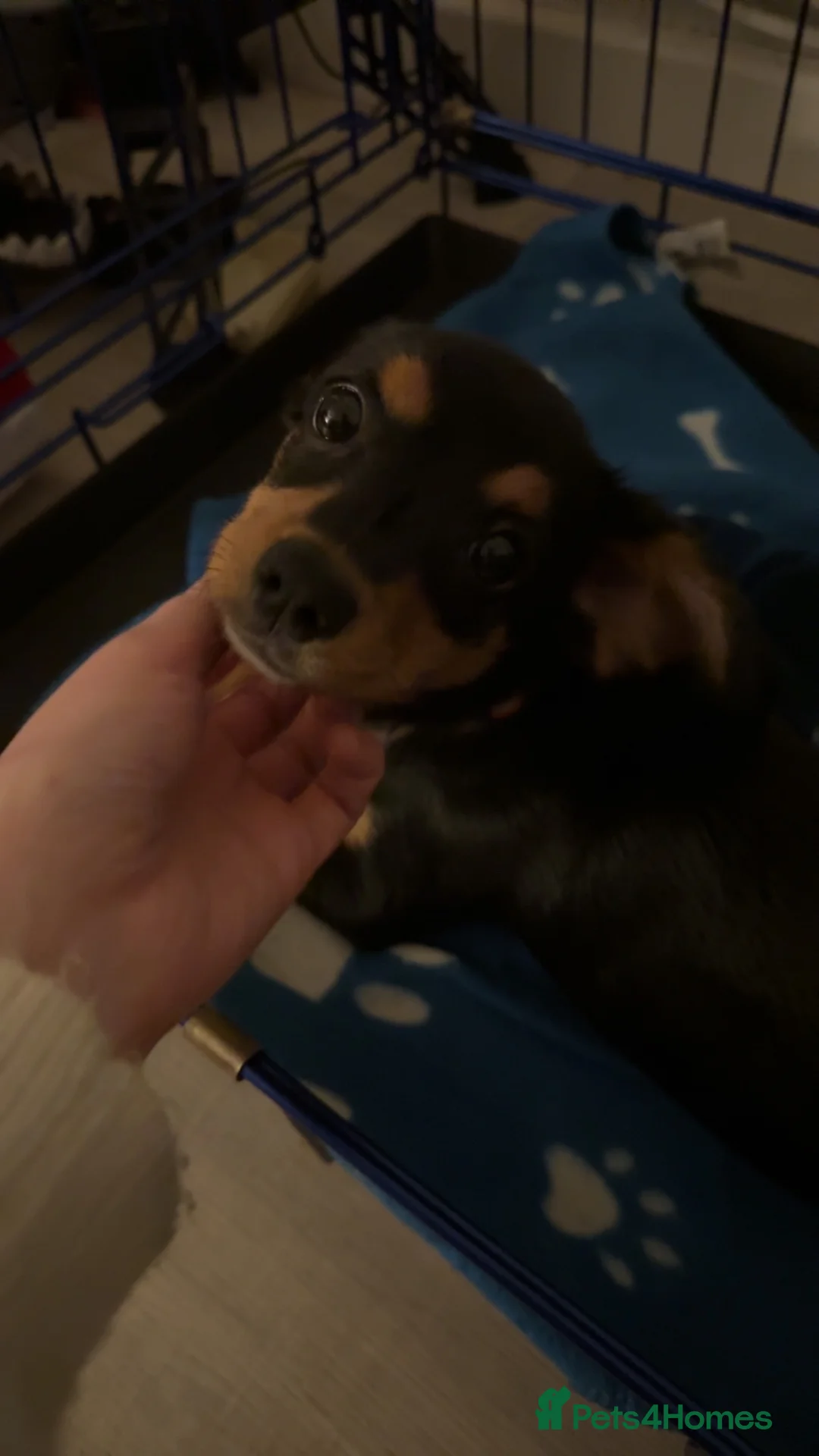 Mixed Breed dogs for sale: 7 month old miniature dachshund x - Advert 6