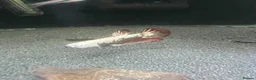 Bettas fish for sale: Betta sale!!  in Upminster - Advert 2