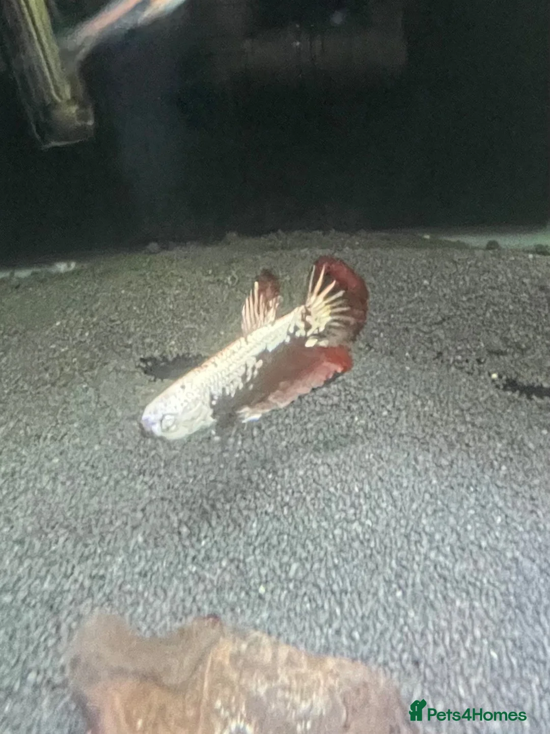 Bettas fish for sale: Betta sale!!  in Upminster - Advert 2