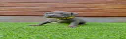 Staffordshire Bull Terrier dogs for sale: Blue Staffordshire Bull Terrier Champion Pups  - Advert 35