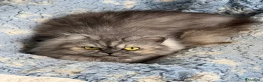 Persian 1
