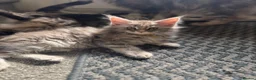 Maine Coon cats for sale: Pure mainecoon kittens DNA health tested parents.  - Advert 12