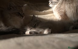 Neva Masquerade cats for sale: Litter 'W' 2 boys and 3 girls - Image 11