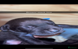 Cane Corso dogs for sale: Cane Corso first litter of puppies !! - Image 30