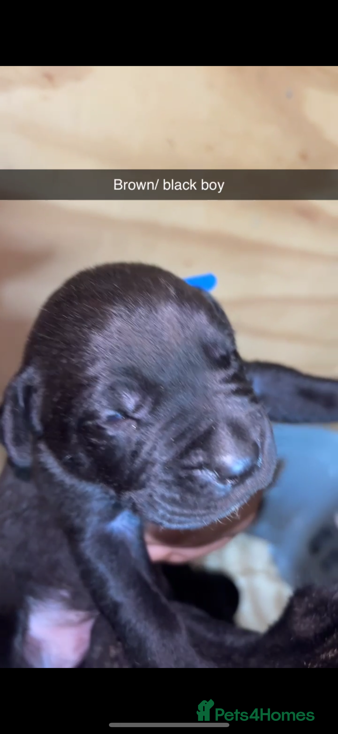 Cane Corso dogs for sale: Cane Corso first litter of puppies !! - Image 30