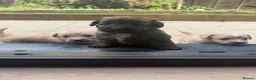 Jackapoo dogs for sale: Beautiful litter of f1 jackapoo puppies  - Advert 1