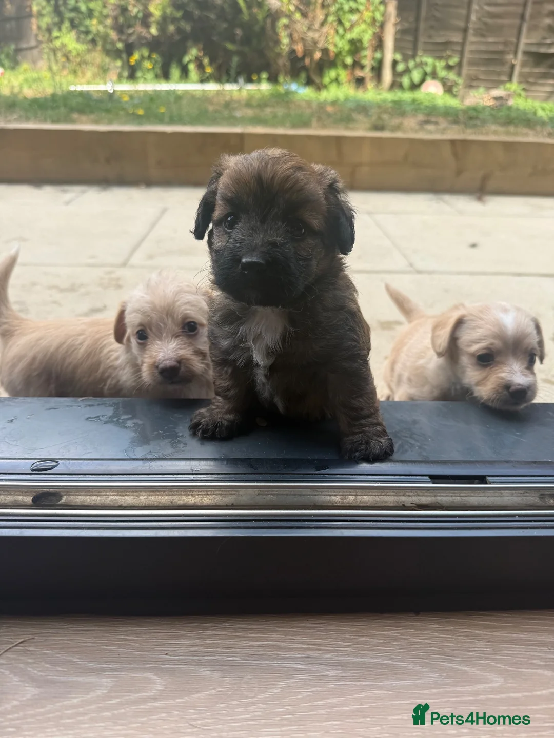 Jackapoo dogs for sale: Beautiful litter of f1 jackapoo puppies  - Advert 1